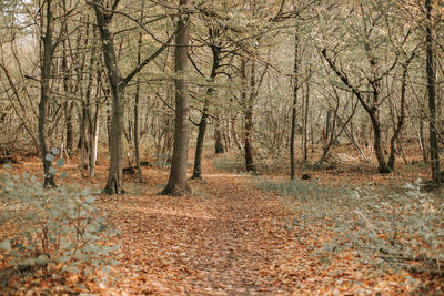 Trees in forest during autumn