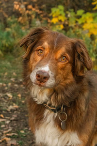 Close-up portrait of dog