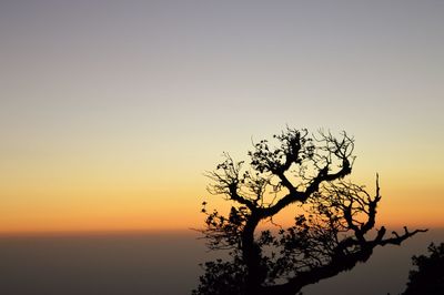 Silhouette tree against sky during sunset