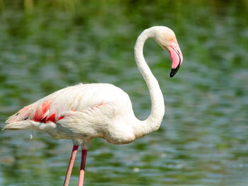 Close-up of duck in lake