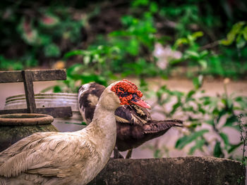 Close-up of bird perching on wood