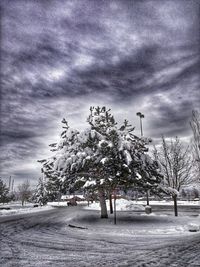 Bare trees against cloudy sky