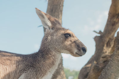 Close-up of an kangaroo