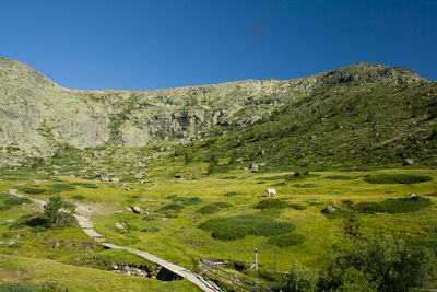 Scenic view of landscape against clear sky