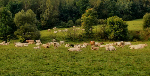 Cows on landscape against trees