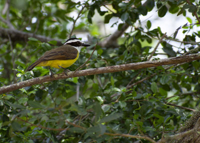 Bird perching on a branch