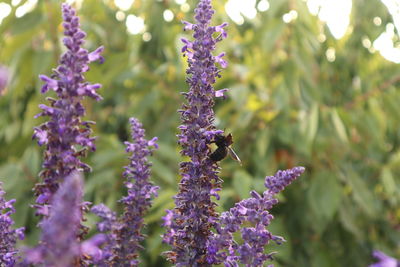 Close-up of black bee on purple flowering plant