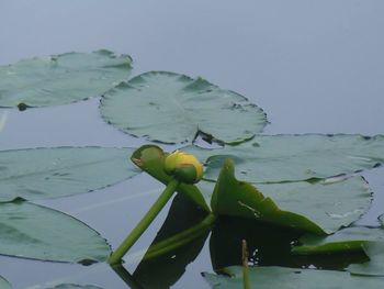 Close up of water lily in pond