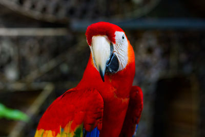 Close-up of parrot, red macaw in gembiraloka zoo