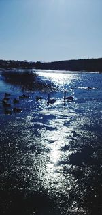 View of birds on beach against sky
