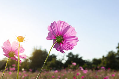 Close-up of pink cosmos flower against sky