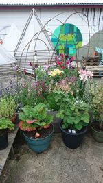 Plants in greenhouse