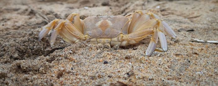 Close-up of crab on sand