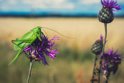 Close-up of butterfly on purple flowering plant