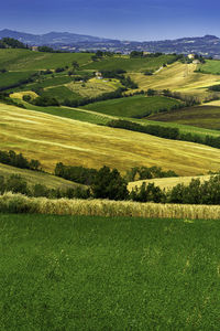 Scenic view of agricultural field against sky