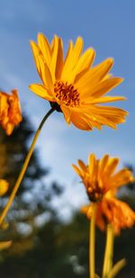 Close-up of sunflower against orange sky