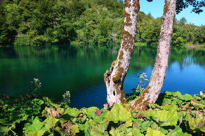 Scenic view of lake in forest