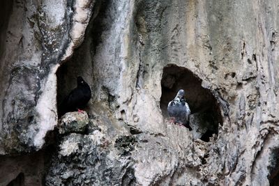 View of birds perching on rock
