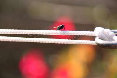 Close-up of insect on rope