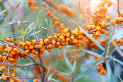 Close-up of berries growing on tree