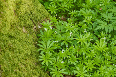 High angle view of flowering plants on field