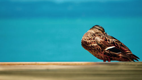 Close-up of a bird standing on wood. 