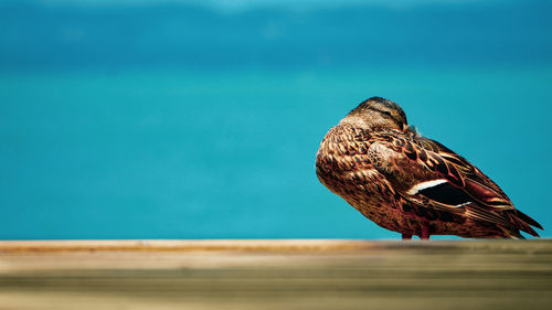 Close-up of bird perching on wood against sea