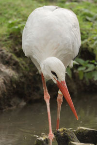 Close-up of white duck on lake