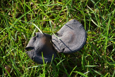 Close-up of mushrooms growing on grassy field