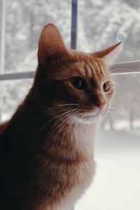 Orange kitten in window