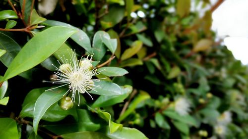 Close-up of flower growing in plant