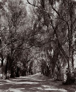 Trees against sky