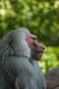 Close-up of monkey