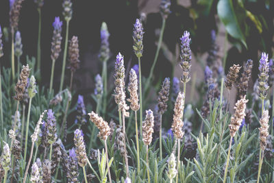 Close-up of purple flowering plants on field