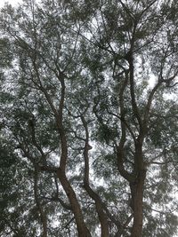 Low angle view of trees against sky