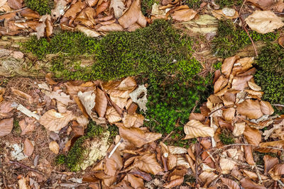 High angle view of mushrooms growing on field