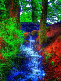 Scenic view of trees in forest