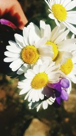 Close-up of white daisy flower