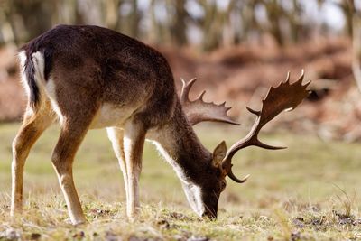 Deer on field