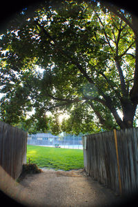 Trees by fence against sky