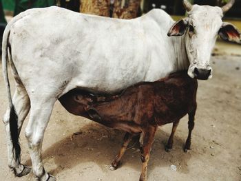 Cow feeding calf standing in ranch