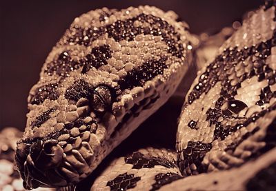 Close-up of cake for sale