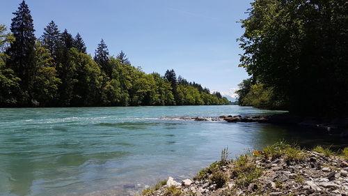 Trees surrounded by river