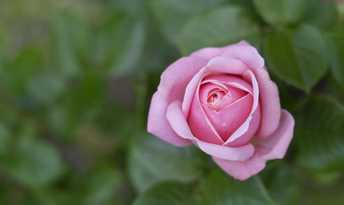 Close-up of pink rose