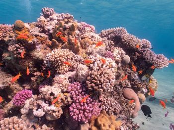 View of coral in sea