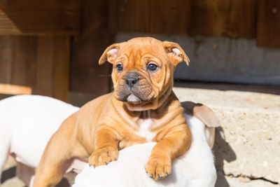 Close-up portrait of a dog