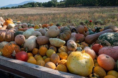 View of pumpkins on field
