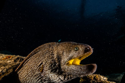 Close-up of turtle in sea