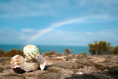 Close-up of shells on rock by sea against sky