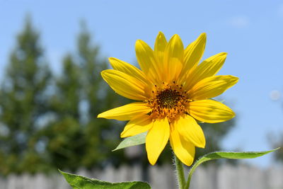 Close-up of yellow insect on sunflower